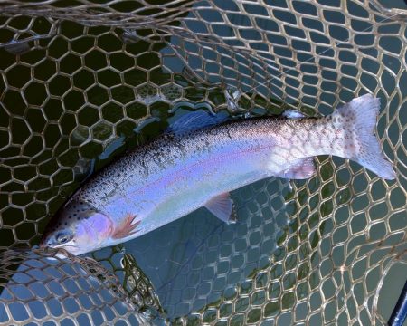 全面結氷！大安トラウトレイク